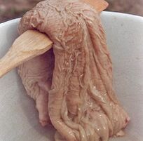 żołądek wielbłąda na pobudzenie potencji